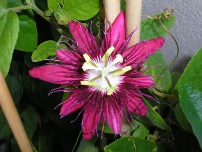 Mučenka (Passiflora) - vše o mučenkách
