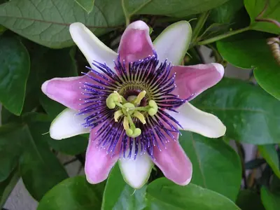Mučenka (Passiflora) - vše o mučenkách