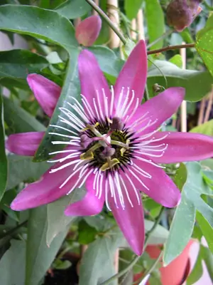 Mučenka (Passiflora) - vše o mučenkách