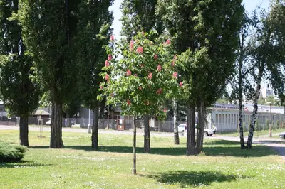 Jírovec maďal