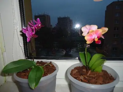 Orchideje phalaenopsis - pěstování