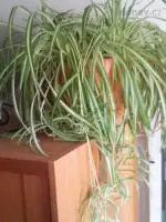 Zelenec