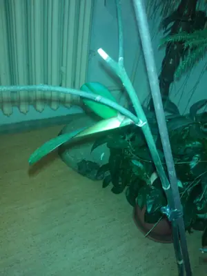 Orchideje phalaenopsis - pěstování