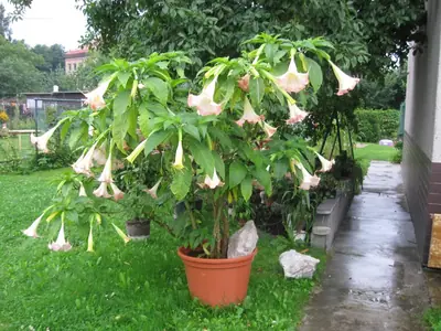 Durman - pěstování, rady