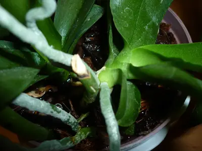 Orchideje phalaenopsis - pěstování