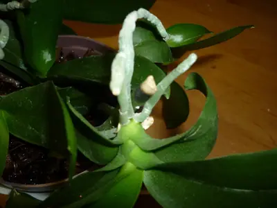 Orchideje phalaenopsis - pěstování