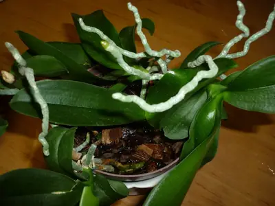 Orchideje phalaenopsis - pěstování