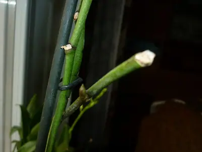 Orchideje phalaenopsis - pěstování