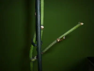 Orchideje phalaenopsis - pěstování