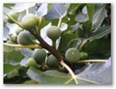 Fíkovník / Ficus carica /