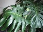 Monstera