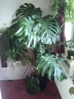 Monstera