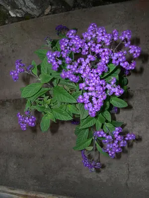 Heliotropium