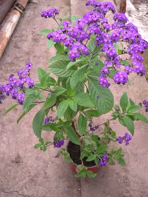 Heliotropium