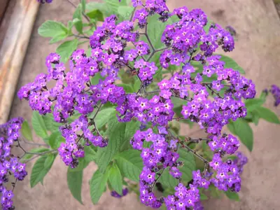 Heliotropium