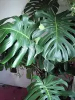 Monstera