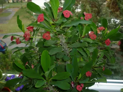 Euphorbia leuconeura - Pryšec - pěstování
