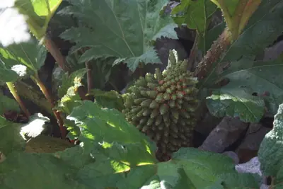 Gunnera manicata