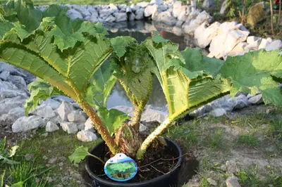 Gunnera manicata