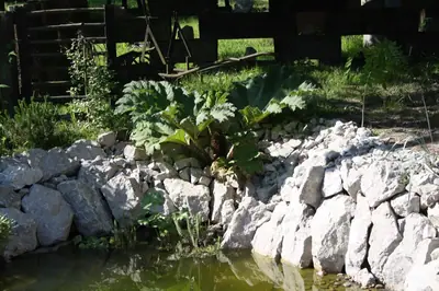 Gunnera manicata