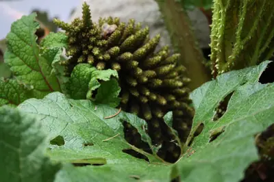Gunnera manicata