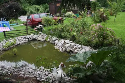 Gunnera manicata