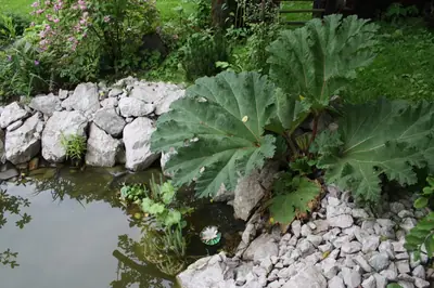 Gunnera manicata