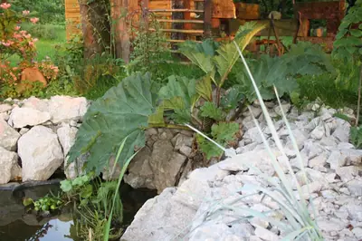 Gunnera manicata