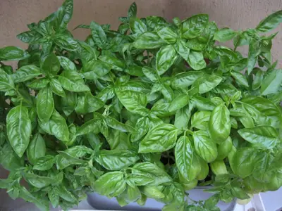 Zelenina