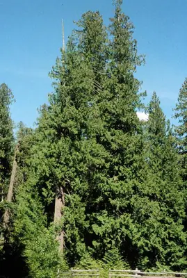 Zerav obrovský