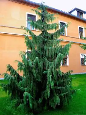 Cypřišek nutkajský