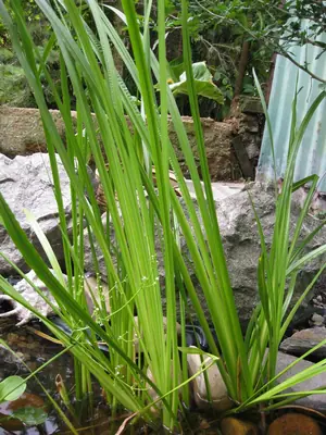 Puškvorec