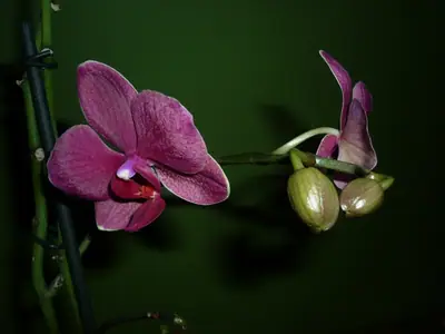 Orchideje phalaenopsis - pěstování