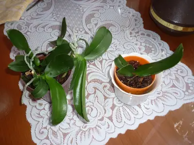 Orchideje phalaenopsis - pěstování