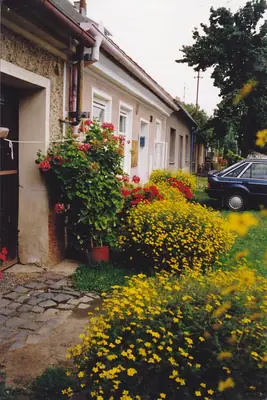 Dvouzubec Bidens Balkongold