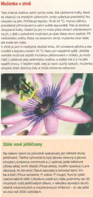 Mučenka (Passiflora) - vše o mučenkách