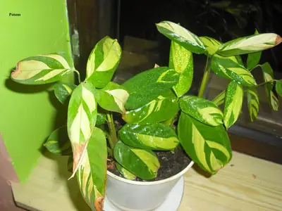 Maranta a její schnutí
