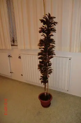 Co je to za kytku