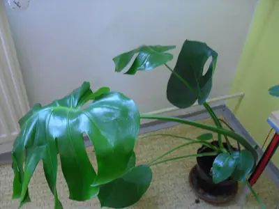 Monstera,kroton
