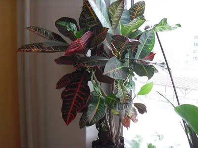 Monstera,kroton