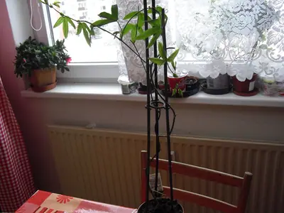 Mučenka (Passiflora) - vše o mučenkách