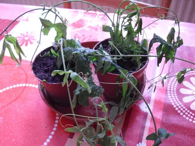 Mučenka (Passiflora) - vše o mučenkách