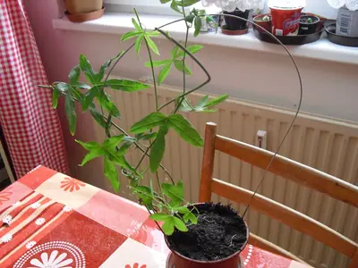 Mučenka (Passiflora) - vše o mučenkách