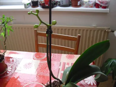 Orchideje phalaenopsis - pěstování