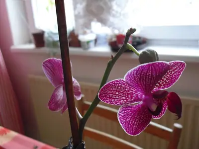 Orchideje phalaenopsis - pěstování