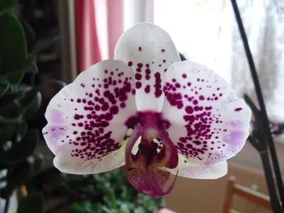 Orchideje phalaenopsis - pěstování