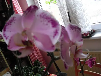 Orchideje phalaenopsis - pěstování