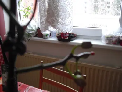 Orchideje phalaenopsis - pěstování