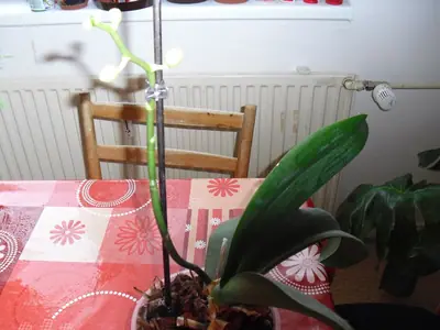 Orchideje phalaenopsis - pěstování