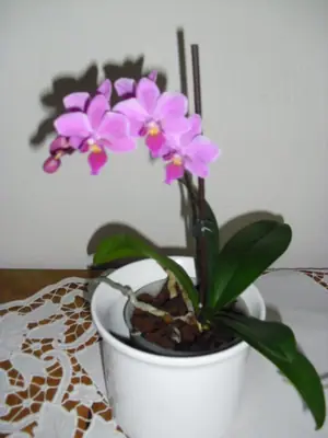 Orchideje phalaenopsis - pěstování